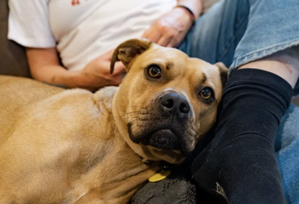 Free parvo vaccines and microchipping for dogs at Christchurch SPCA today