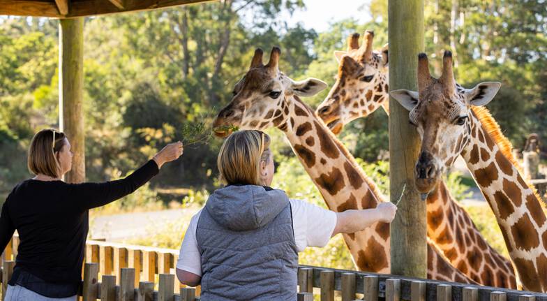 Orana Wildlife Park prepares for festive fun day