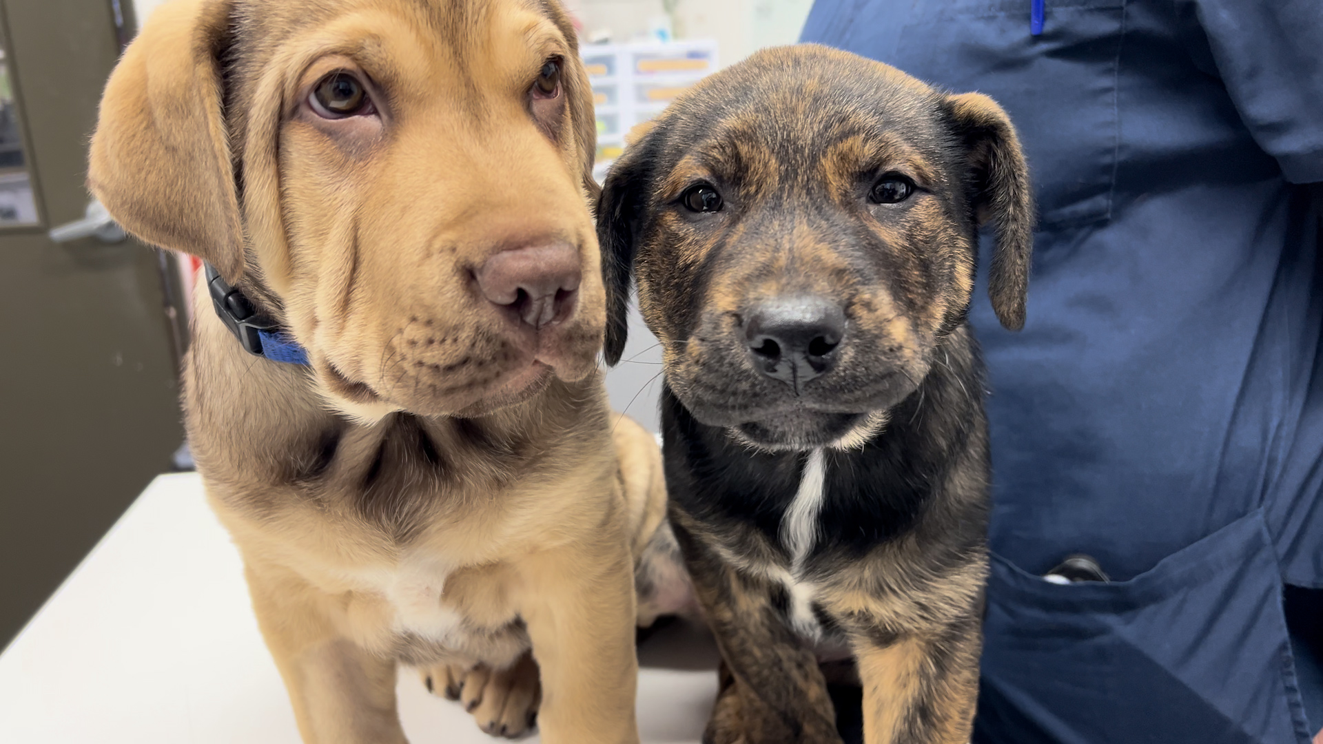 SPCA on the hunt for 2027 calendar stars