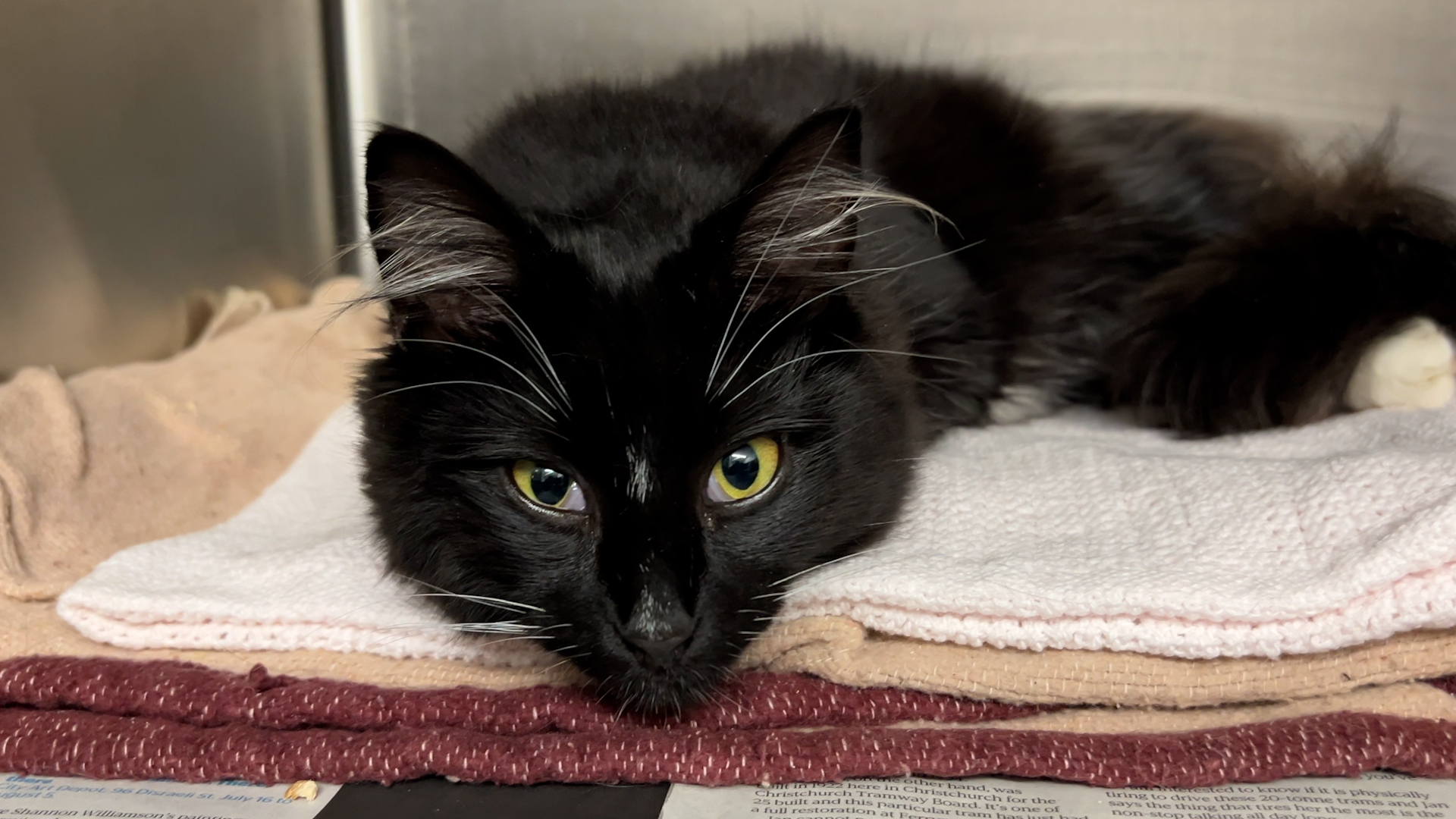 SPCA launches 24 hour donation drive with donations  matched for animals in need