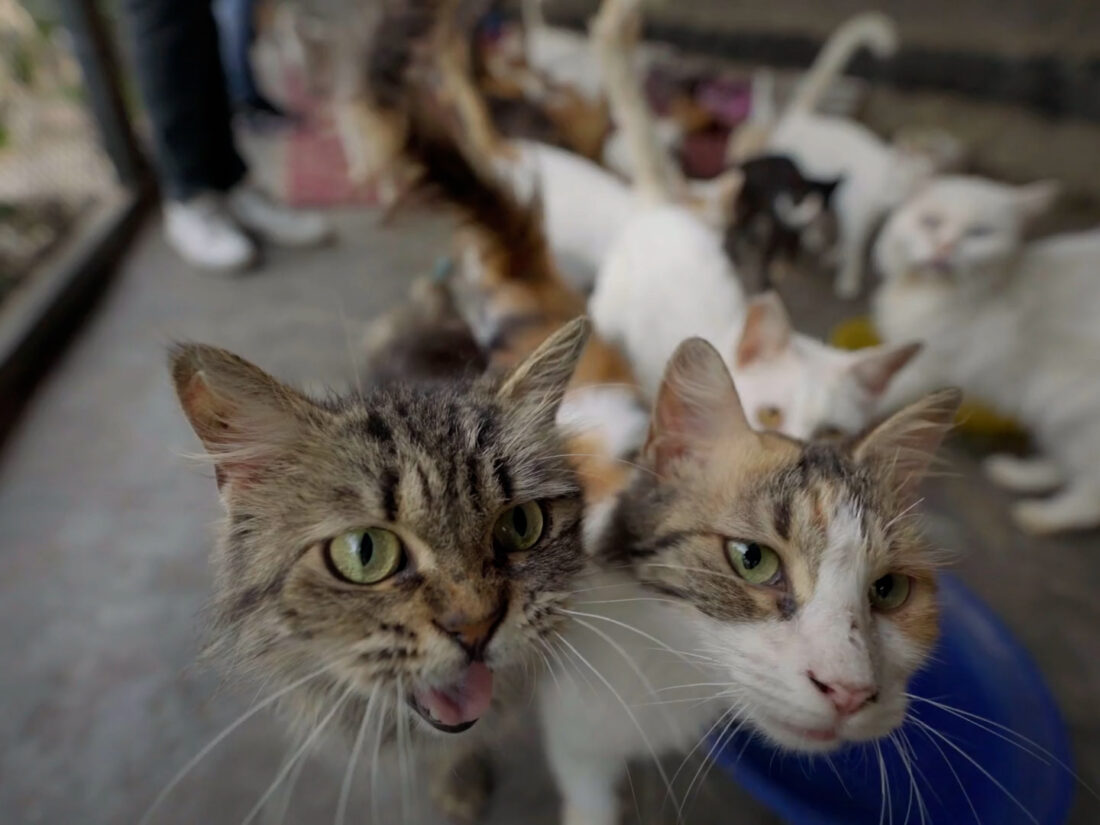 Screenshot from 'Cats in Conflict'