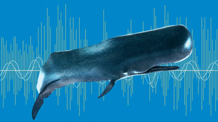 Taxpayer money spent on Kauri tree research using whale song and whale-oil potions