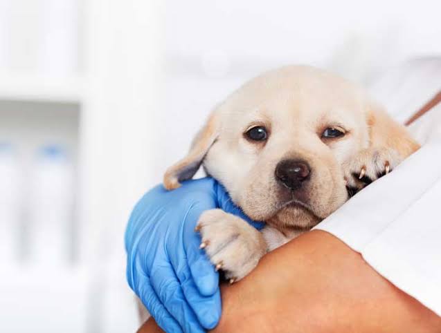 Christchurch vet clinic warns of new surge in deadly parvovirus cases