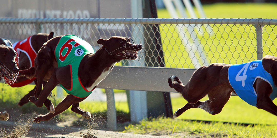 Greyhound racing ban confirmed as Parliament delivers decisive vote