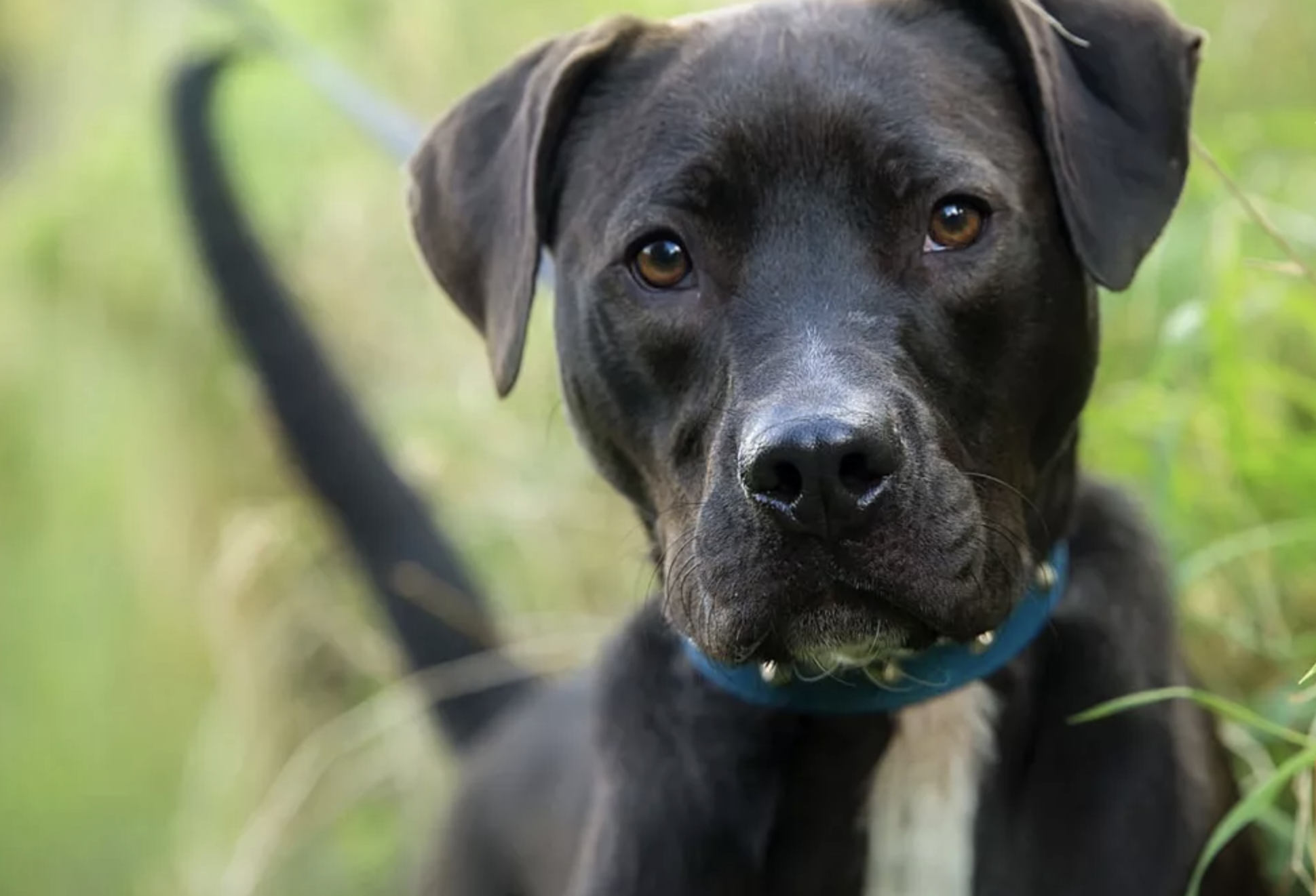 Government introduces new rules to protect chained dogs, SPCA celebrates ‘hard-won victory’