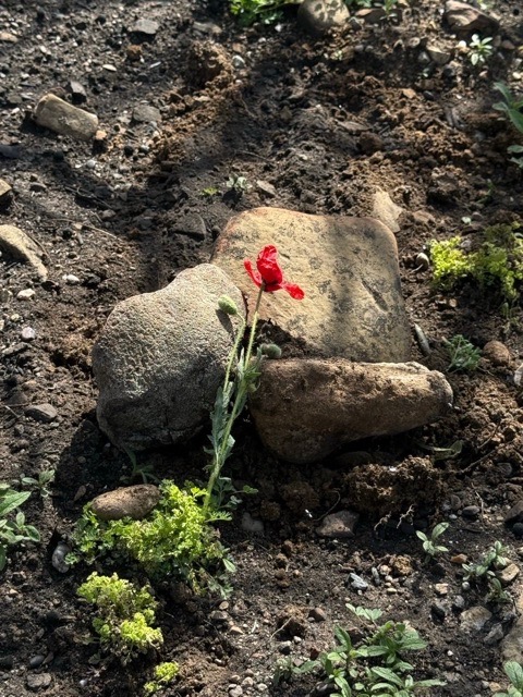 Kiwi team covers WWI battlefield remains unearthed by Gallipoli wildfires