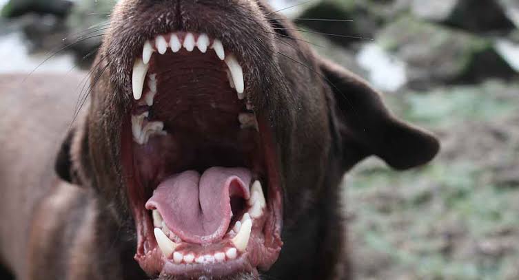 Uber Eats driver attacked by dog during Christchurch delivery (graphic content)