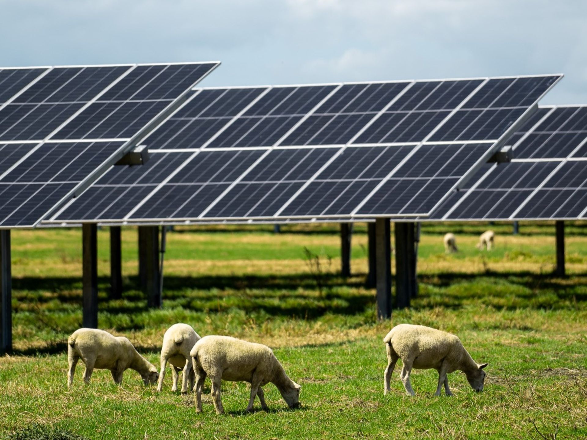 Canterbury to get large-scale solar farm powering thousands of homes