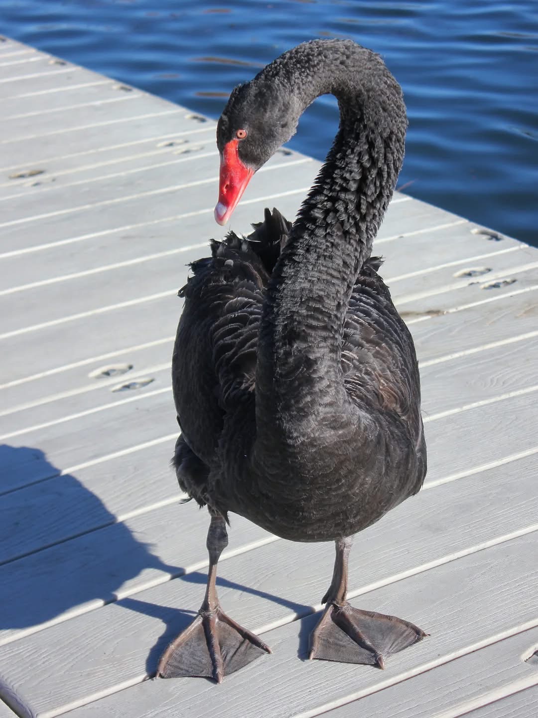 Black swan shot with arrow returns to the wild after lifesaving surgery