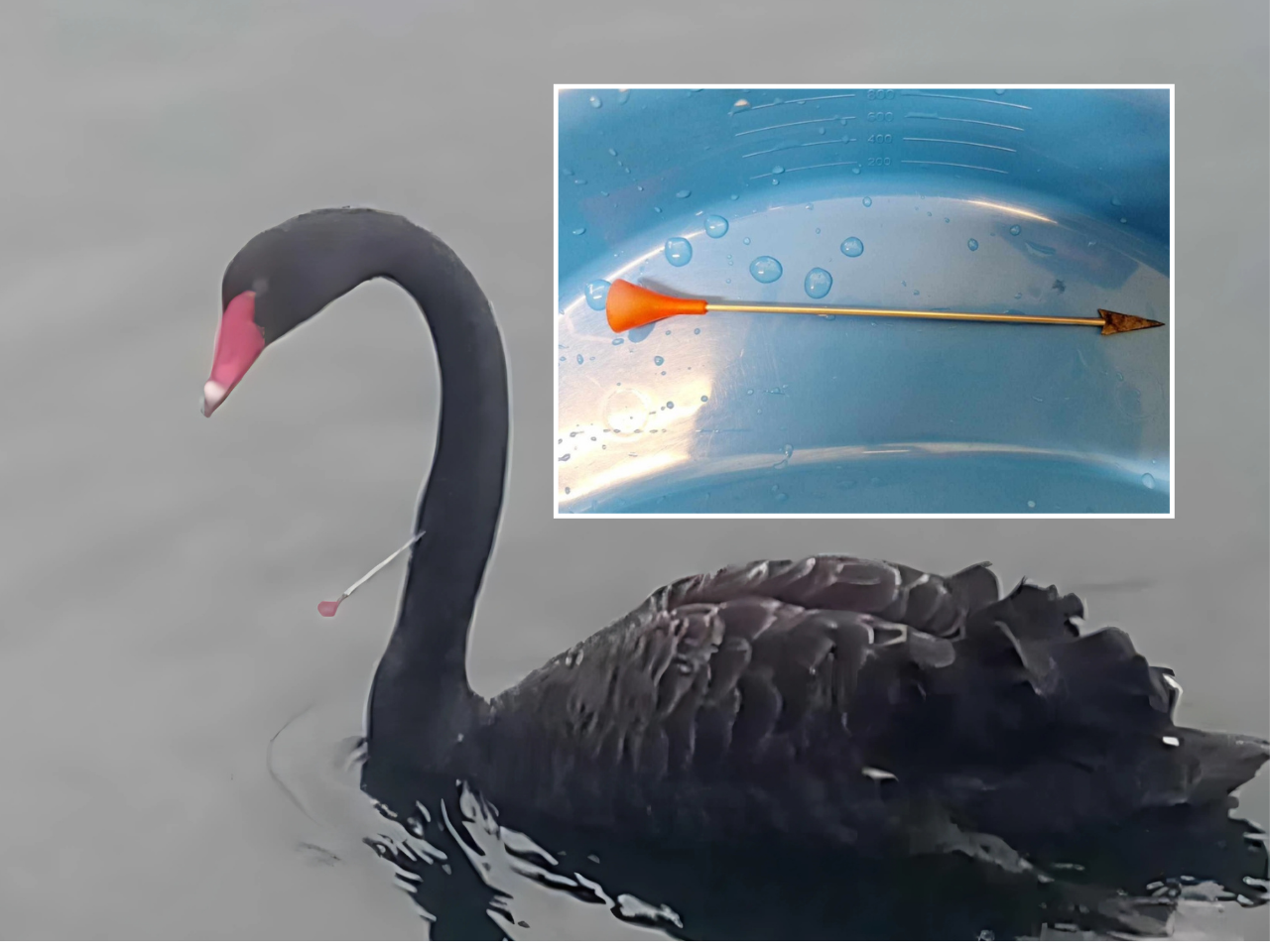 Black swan seriously injured after being shot with arrow on Avon River