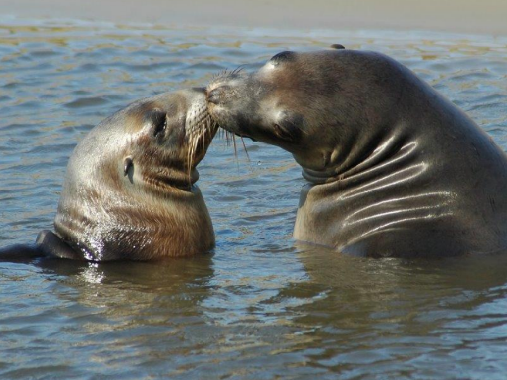 Police appeal for help to find people responsible for sea lion shooting (graphic content)