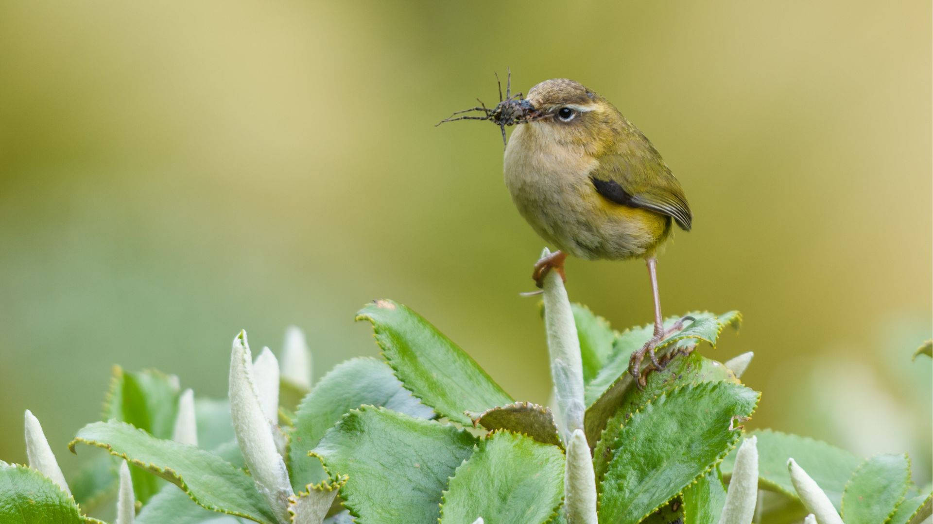 DOC ramps up pest control ahead of major mast - Chris Lynch Media