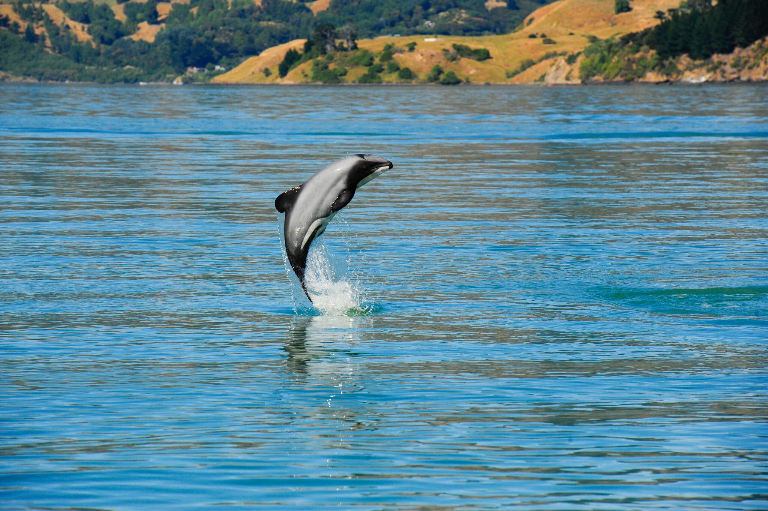 New limits set to protect Akaroa’s Hector’s Dolphins