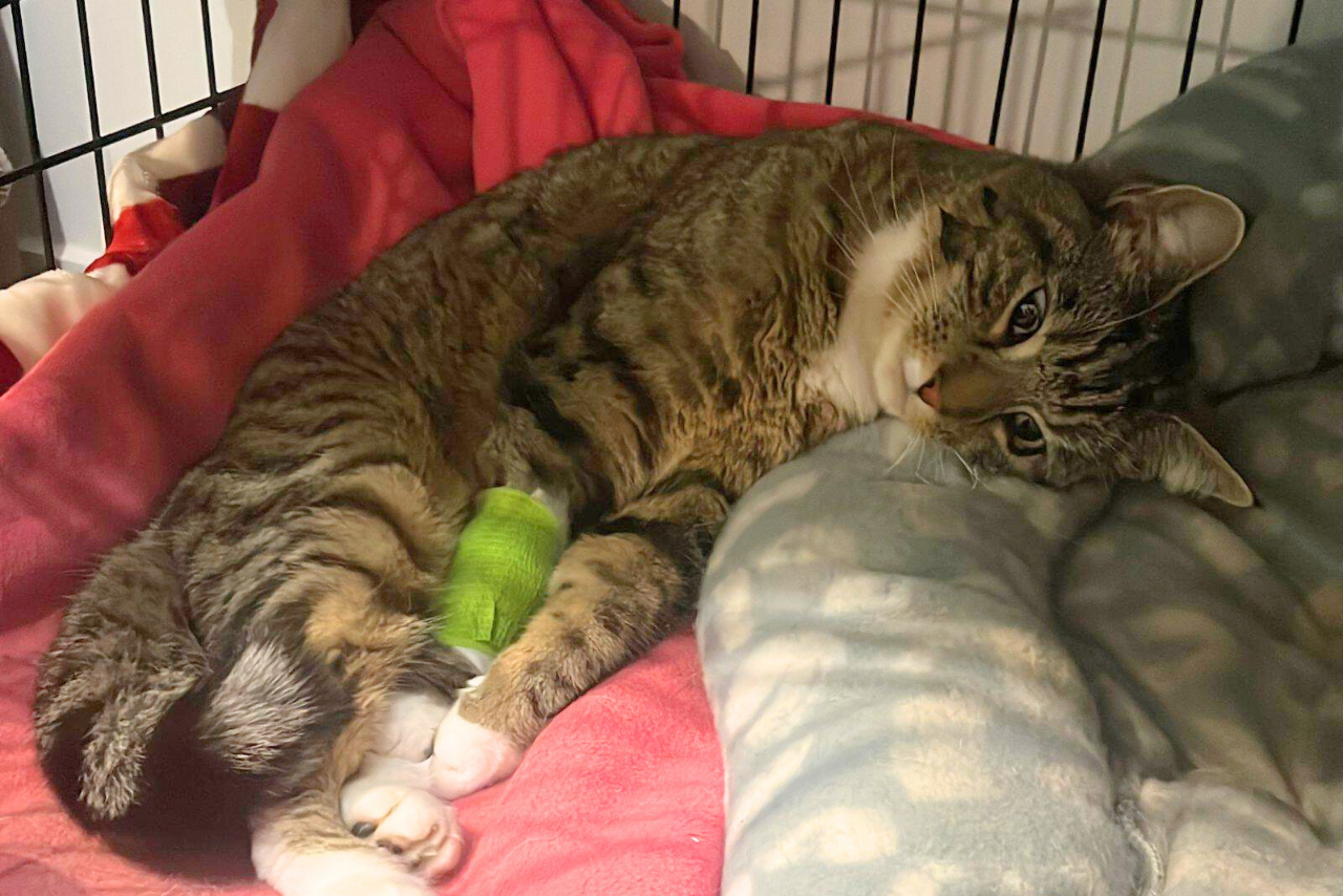 West Melton cat to undergo leg amputation after being shot, police investigating