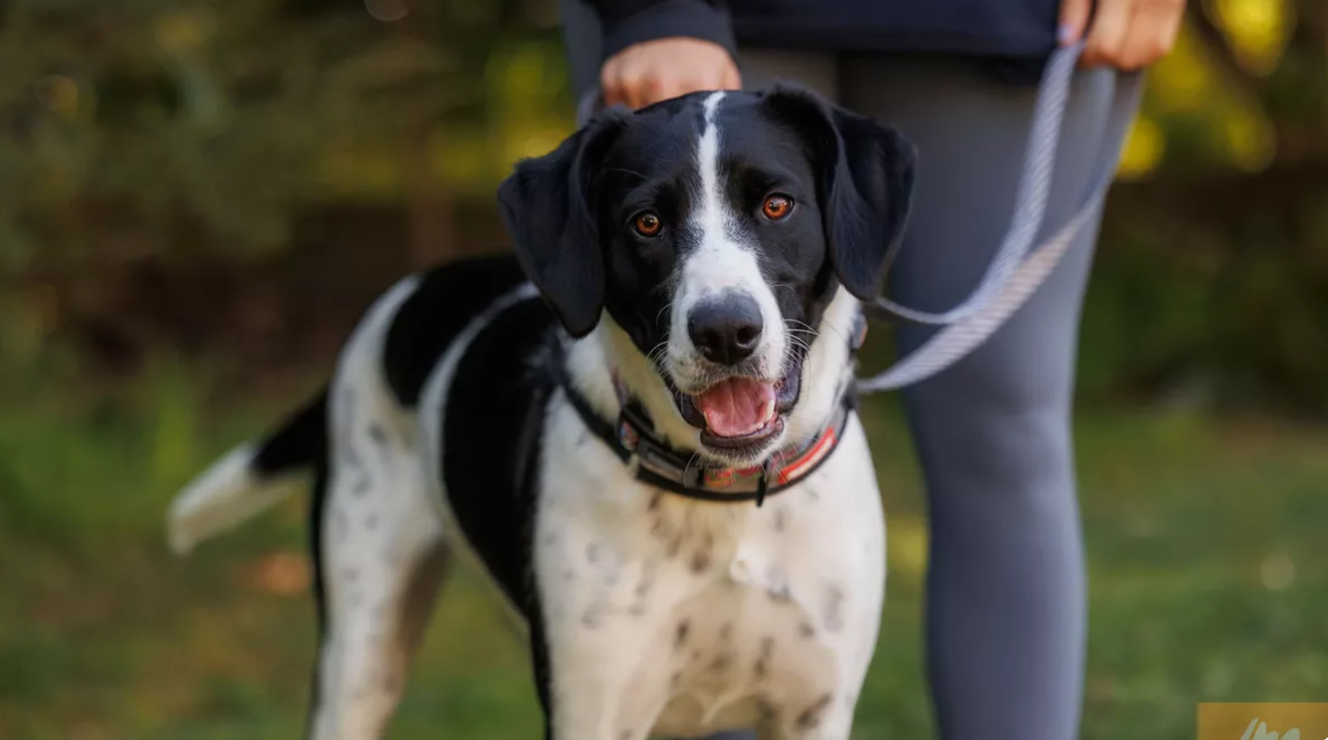 New regulations enforced to protect dogs from harmful tethering