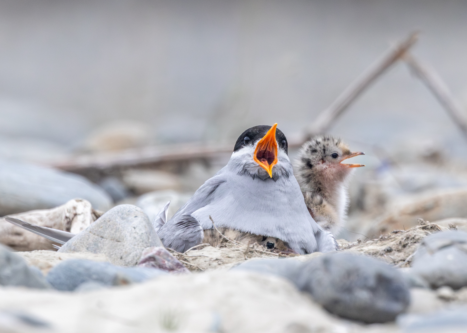 Public urged to help protect Canterbury’s endangered braided river birds