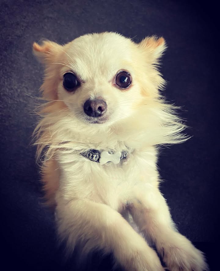 Olaf, who was mauled to death on Wednesday