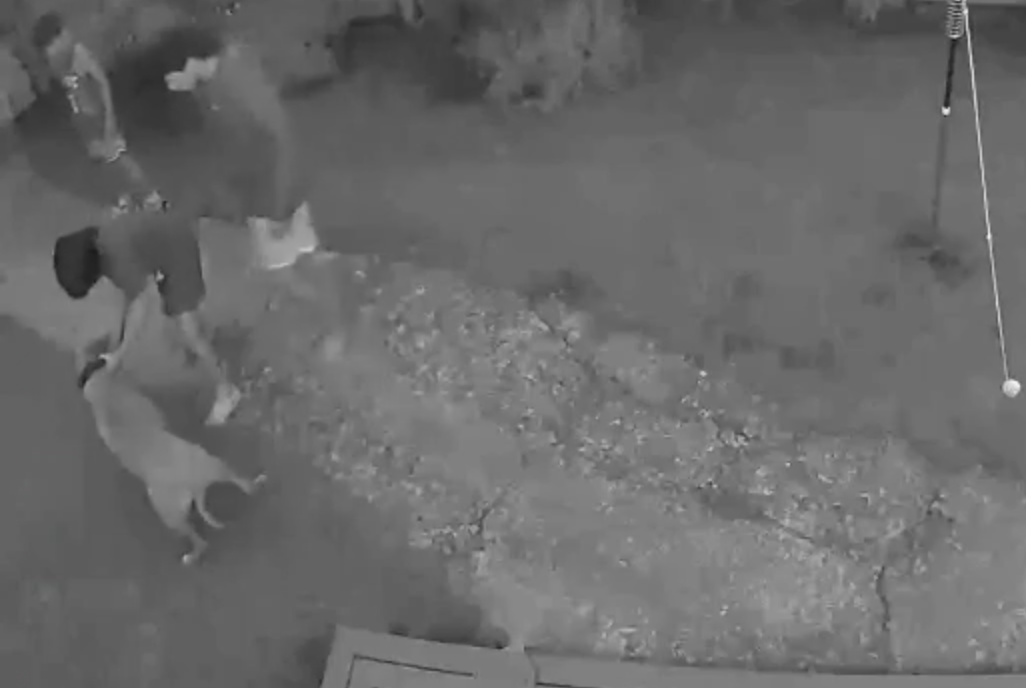 Christchurch dog attack followed by violent behaviour by youths caught on CCTV [distressing content | footage]