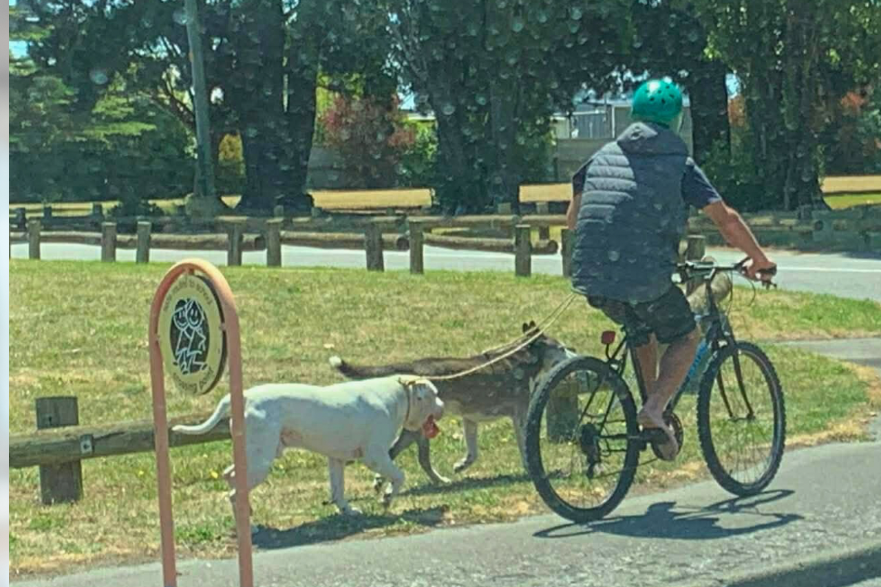 Christchurch residents asked to help find dog owner allegedly involved in separate attacks