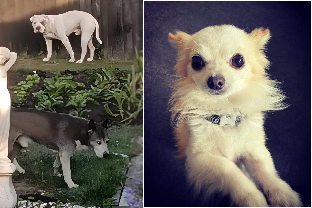 Dogs linked to attacks including fatal incident seized after Chris Lynch Media coverage