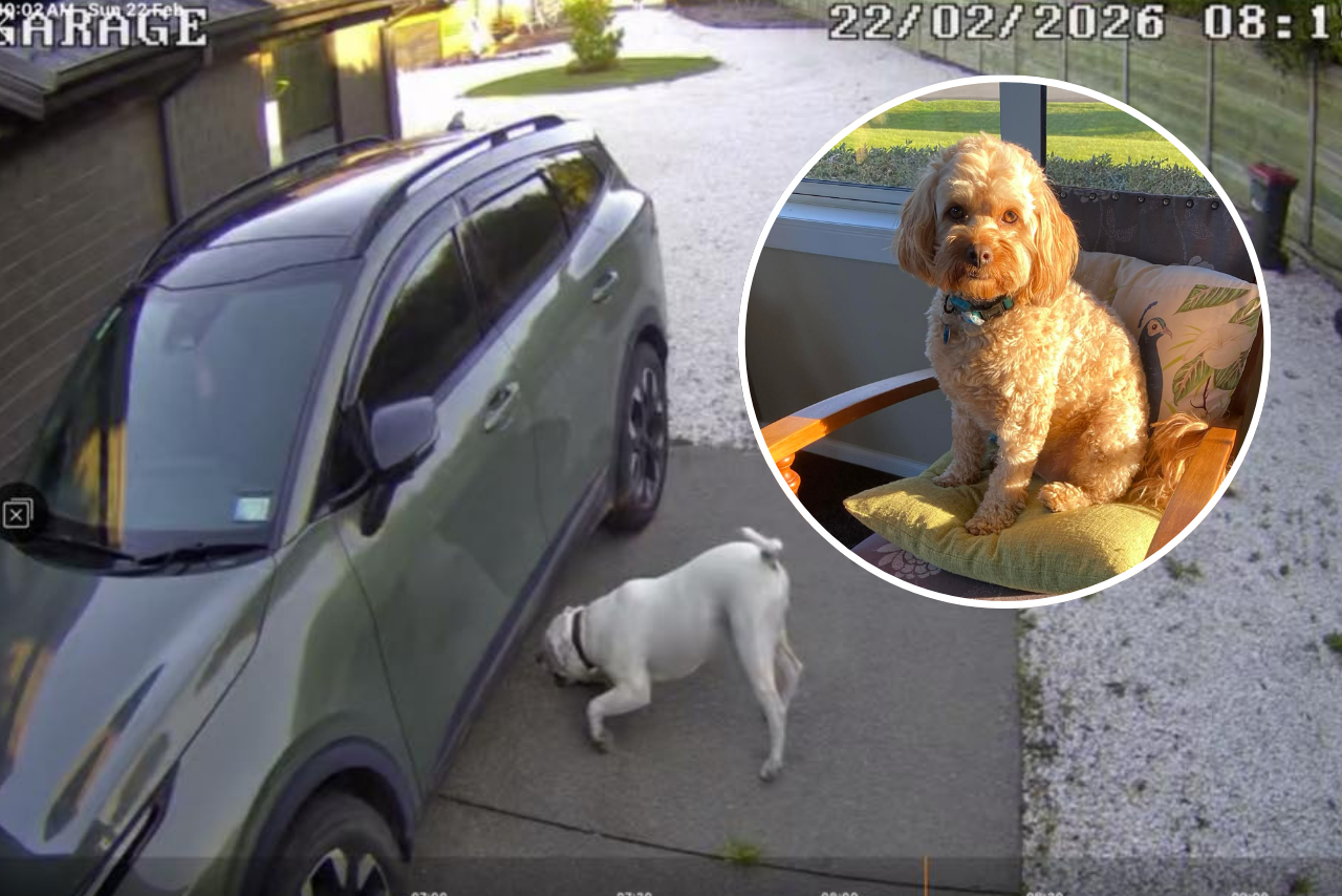 Rolleston dog attack leaves family shaken and Cavoodle seriously injured