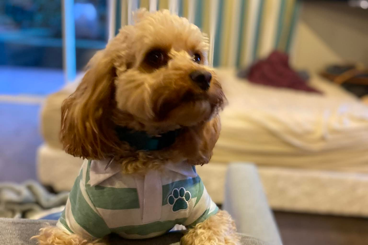 Milo (The injured dog before the attack)