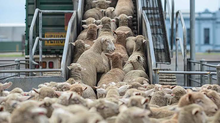 Government rules out return of live animal exports
