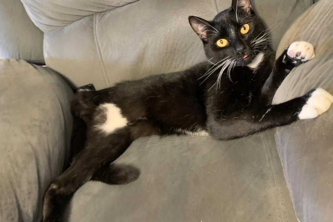 Christchurch man tortured cat breaking teeth with pliers