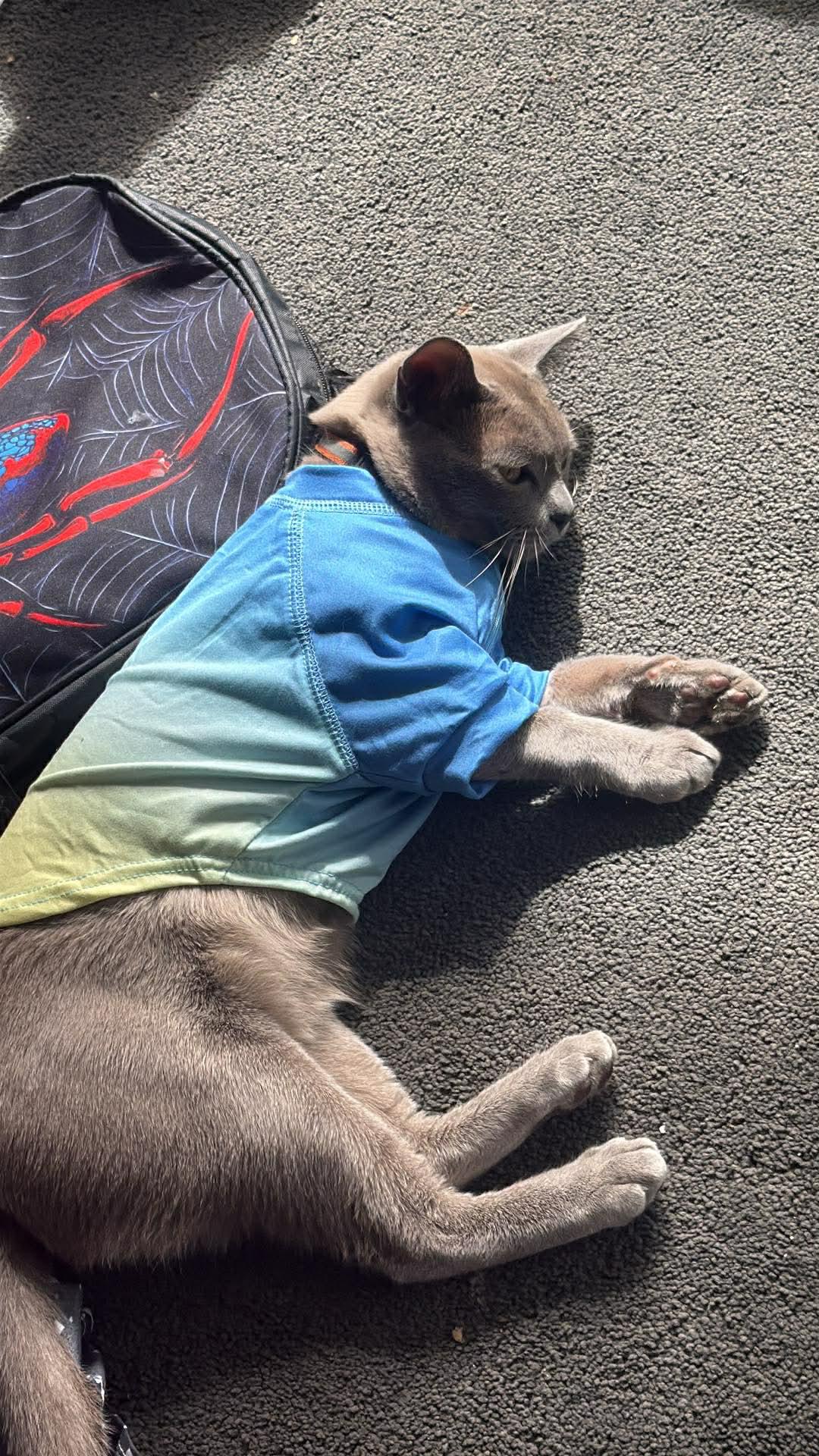 Jumbo, much loved Woolston cat / Photo: Supplied