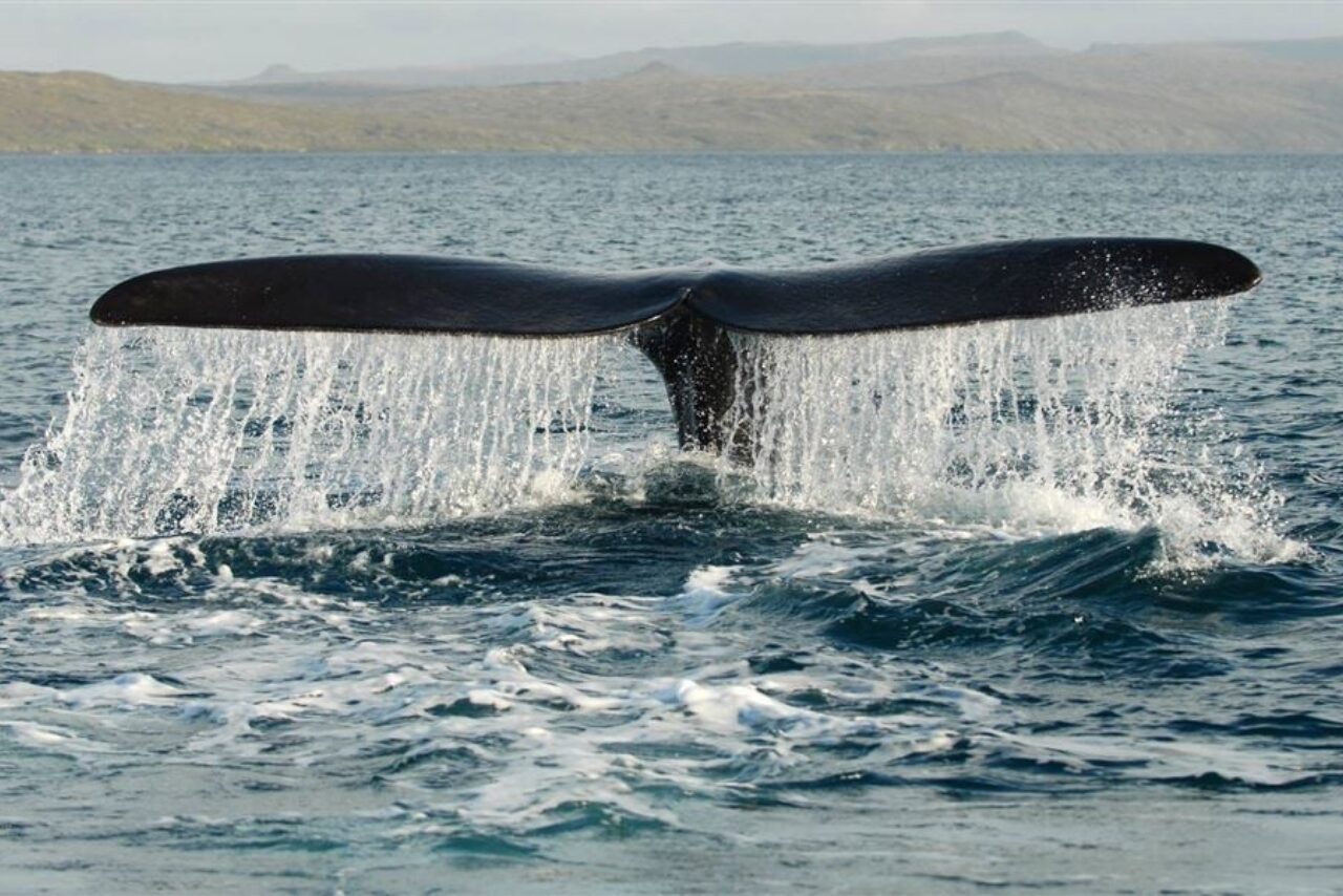 DOC appeals for sightings of entangled whale