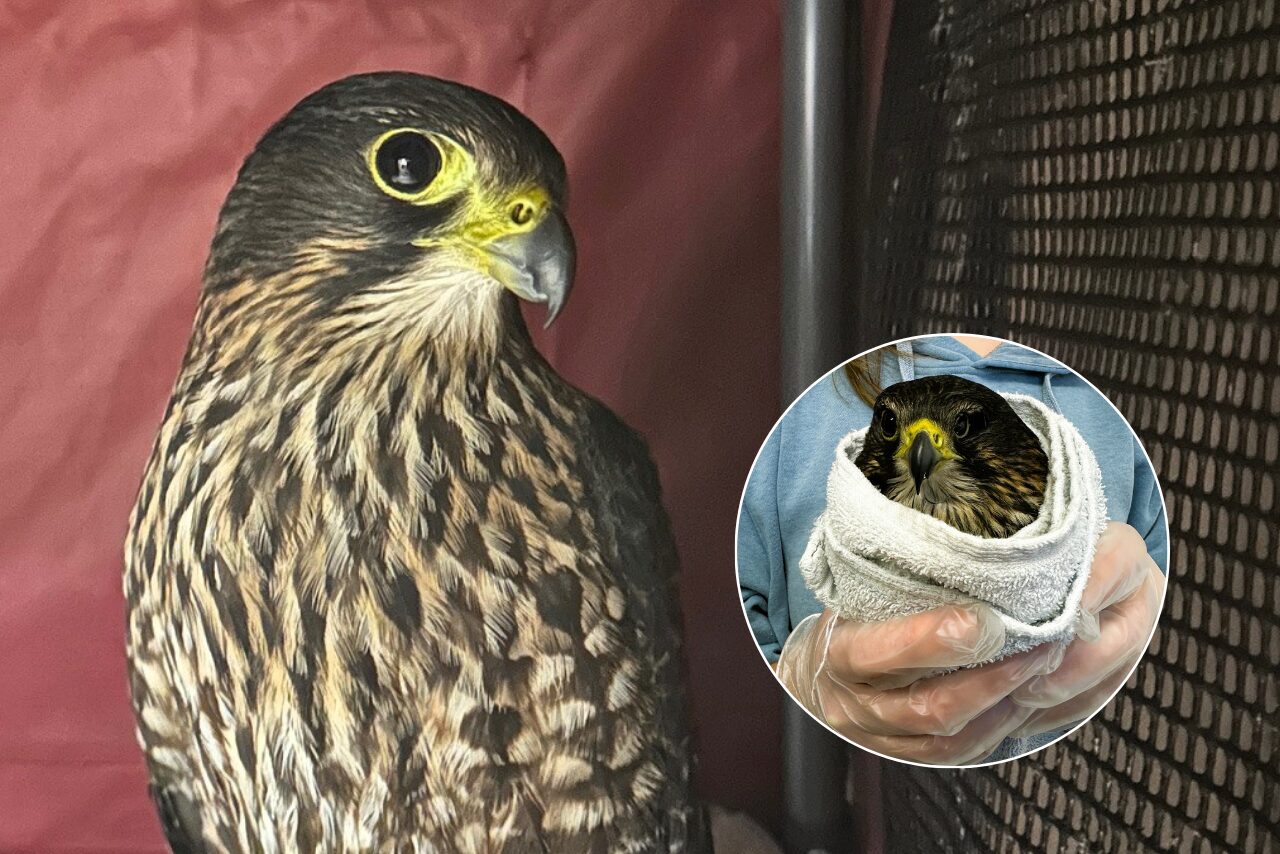 Injured NZ falcon rescued after South Island-wide relay effort