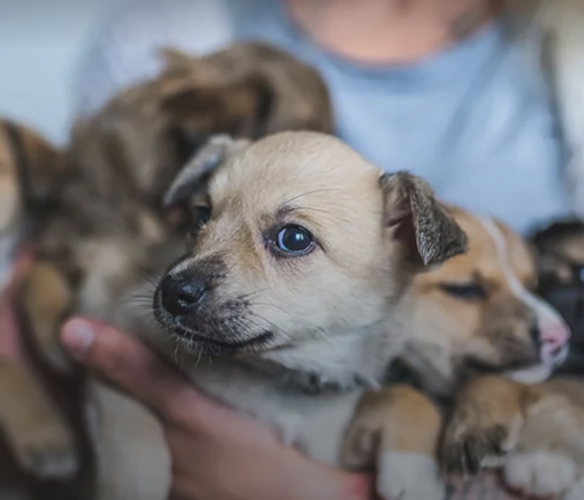 SPCA launches campaign for dog breeding laws