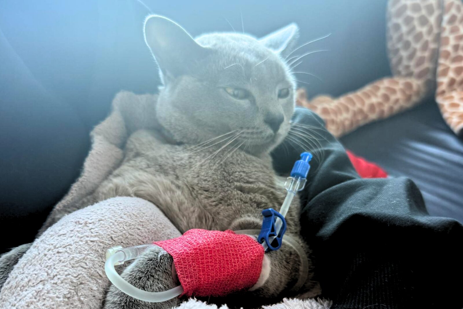 Much loved Woolston kitten found covered in blood after suspected deliberate attack, community rallies to help