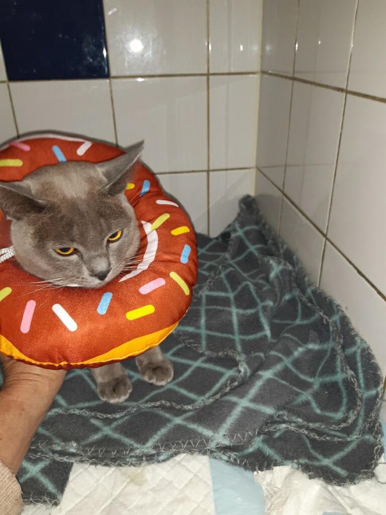 Jumbo, much loved Woolston cat / Photo: Supplied