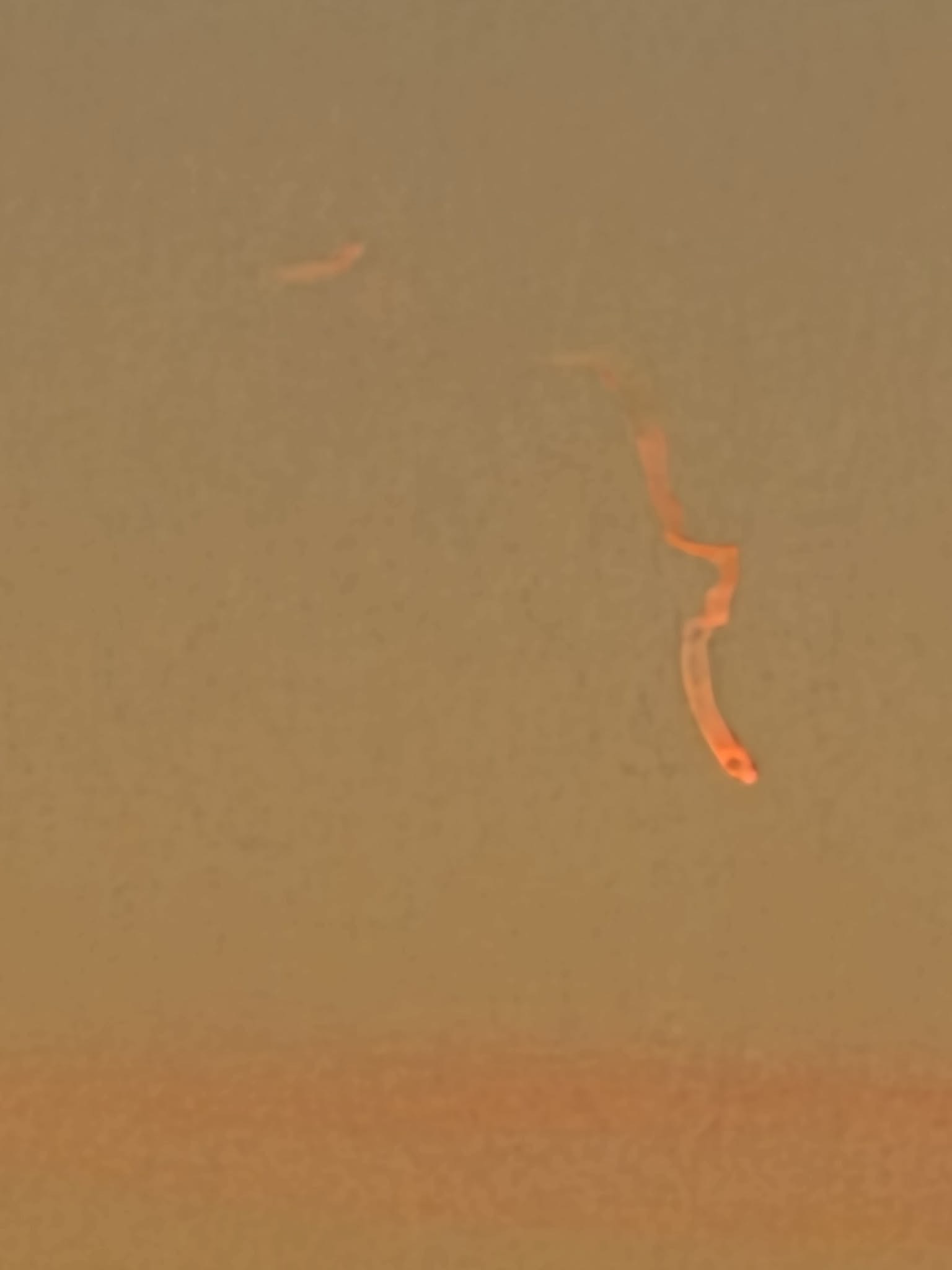 Bright object streaks across Canterbury sky