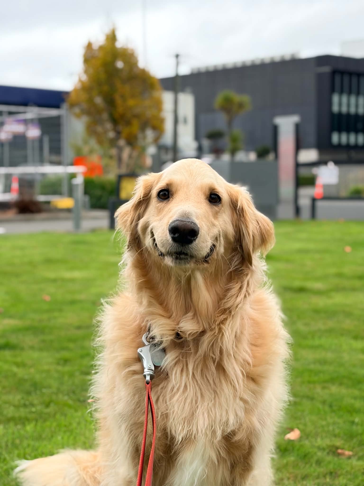 This good boy has never caught a ball or enjoyed a proper yawn. That could soon change.