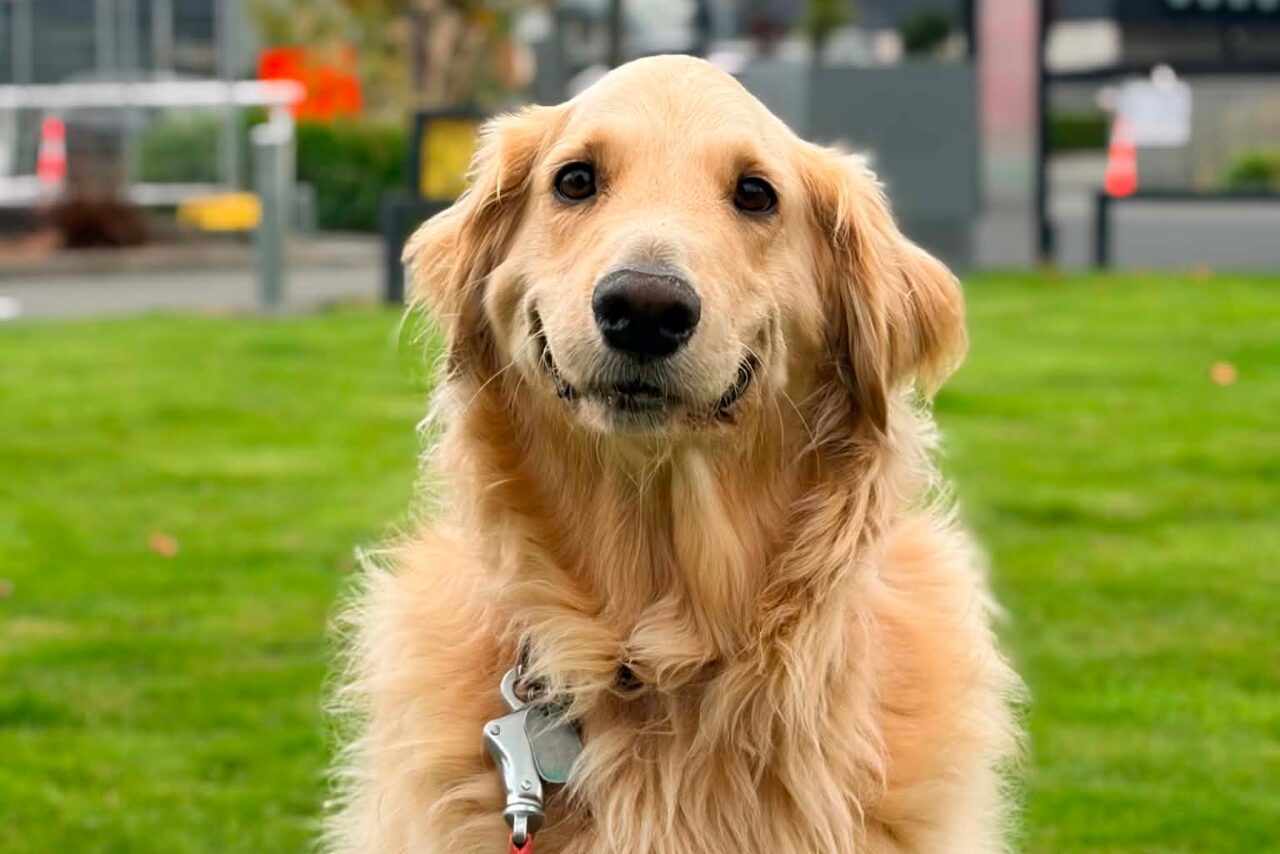 He’s spent his life comforting others, now this Canterbury dog needs our help