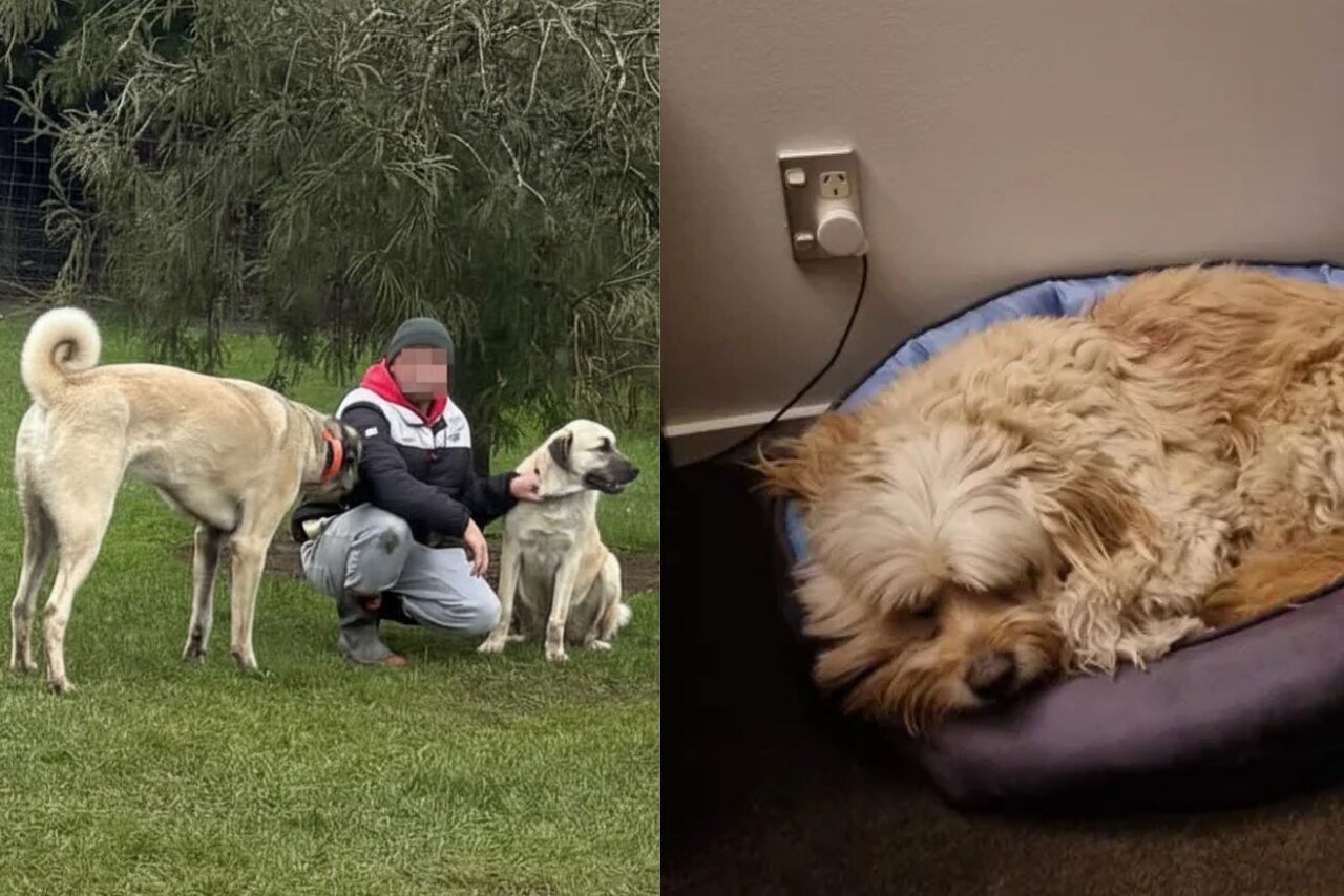 Dog owner horrified after pet mauled at The Groynes dog park