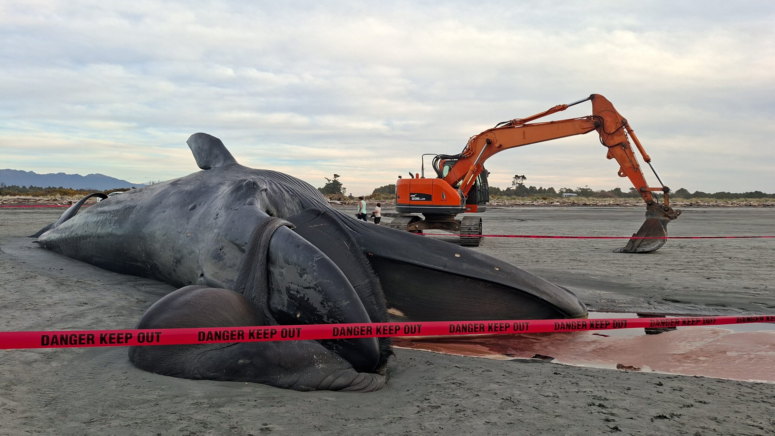 Giant pygmy blue whale washes ashore at Carters Beach