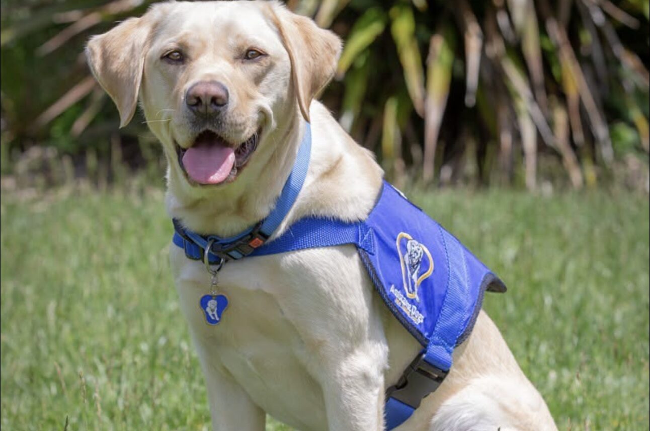 National ID cards launched for disability assistance dogs