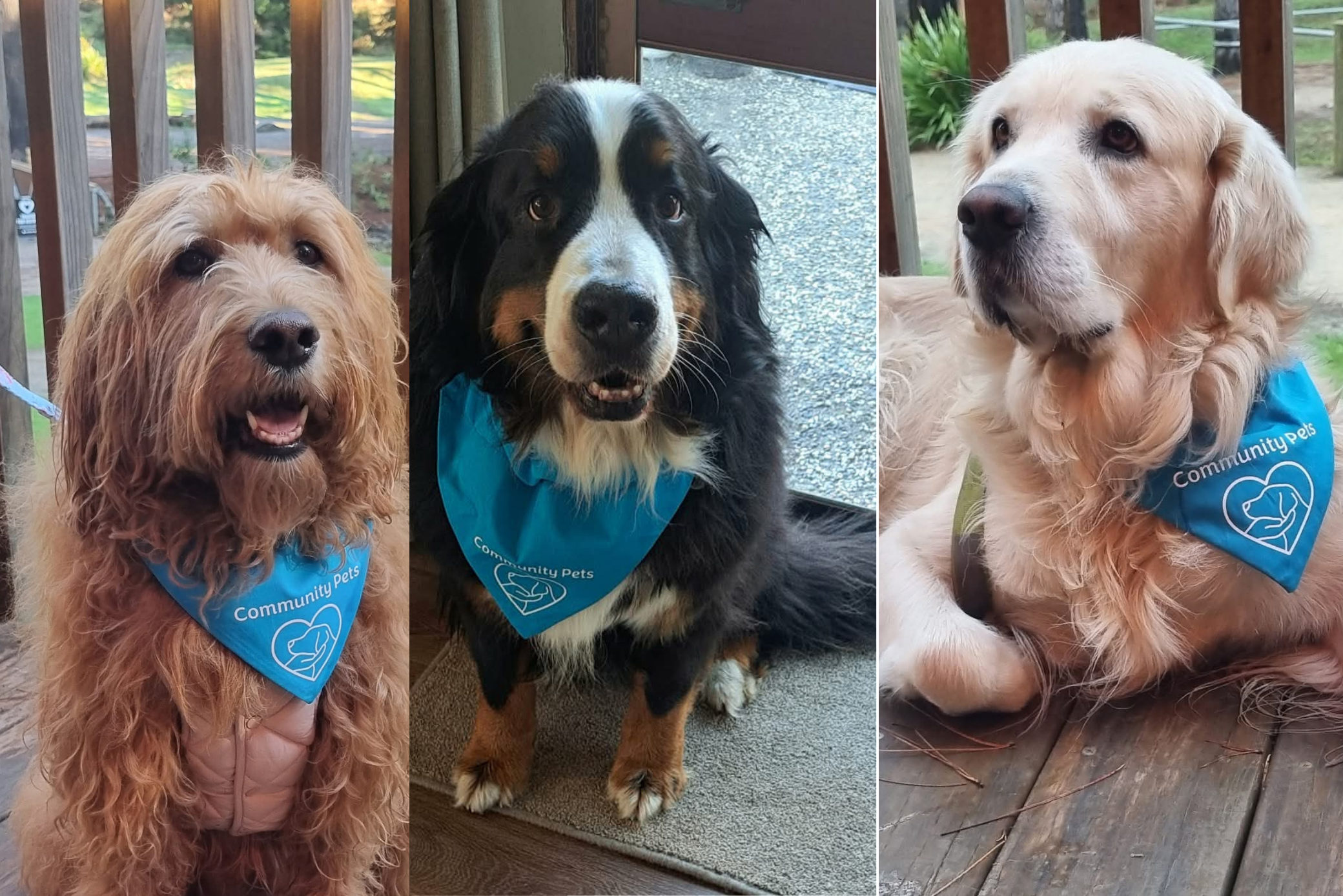 The therapy pets St John gave up are still visiting, thanks to five women and months of unpaid work
