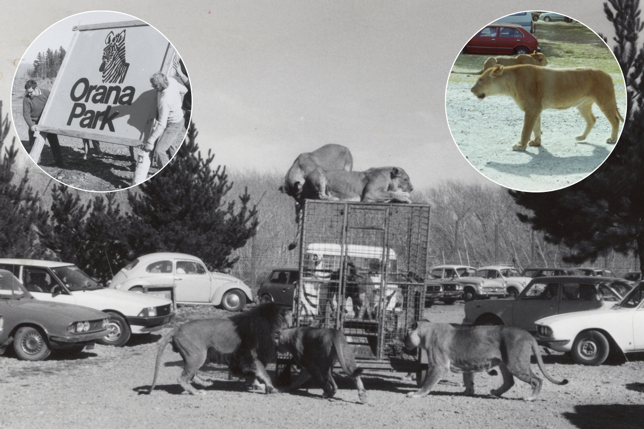 Still roaring at 50: Orana Wildlife Park celebrates half a century