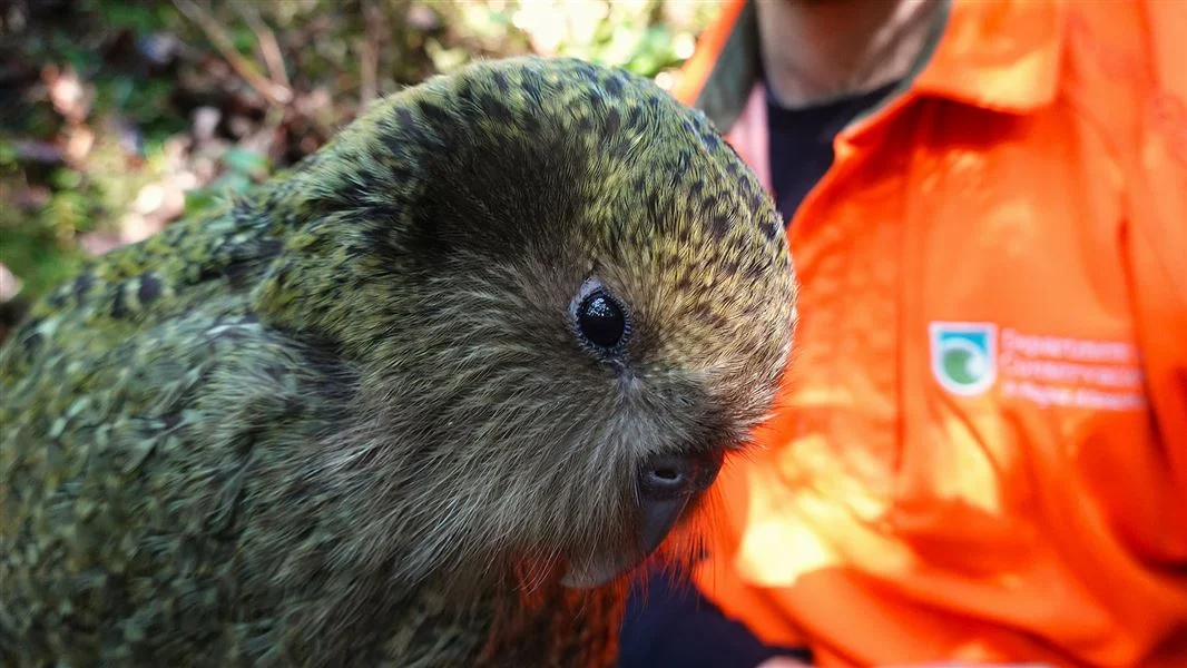 Kākāpō population reaches 325 after record breeding season