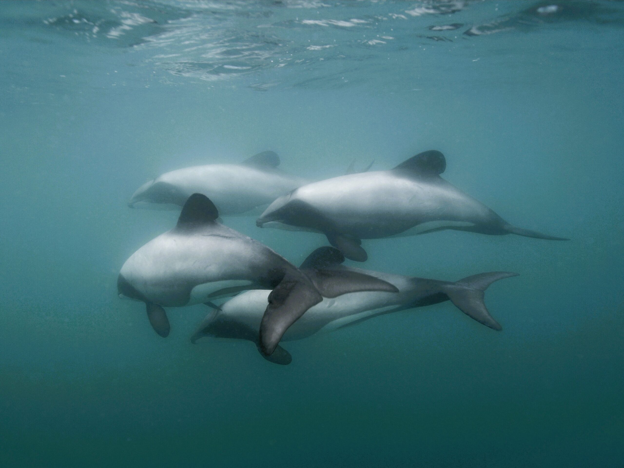 Ten-year freeze on new marine mammal tourism permits around Banks Peninsula