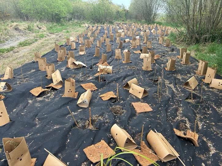225 native plants stolen from Canterbury river restoration site
