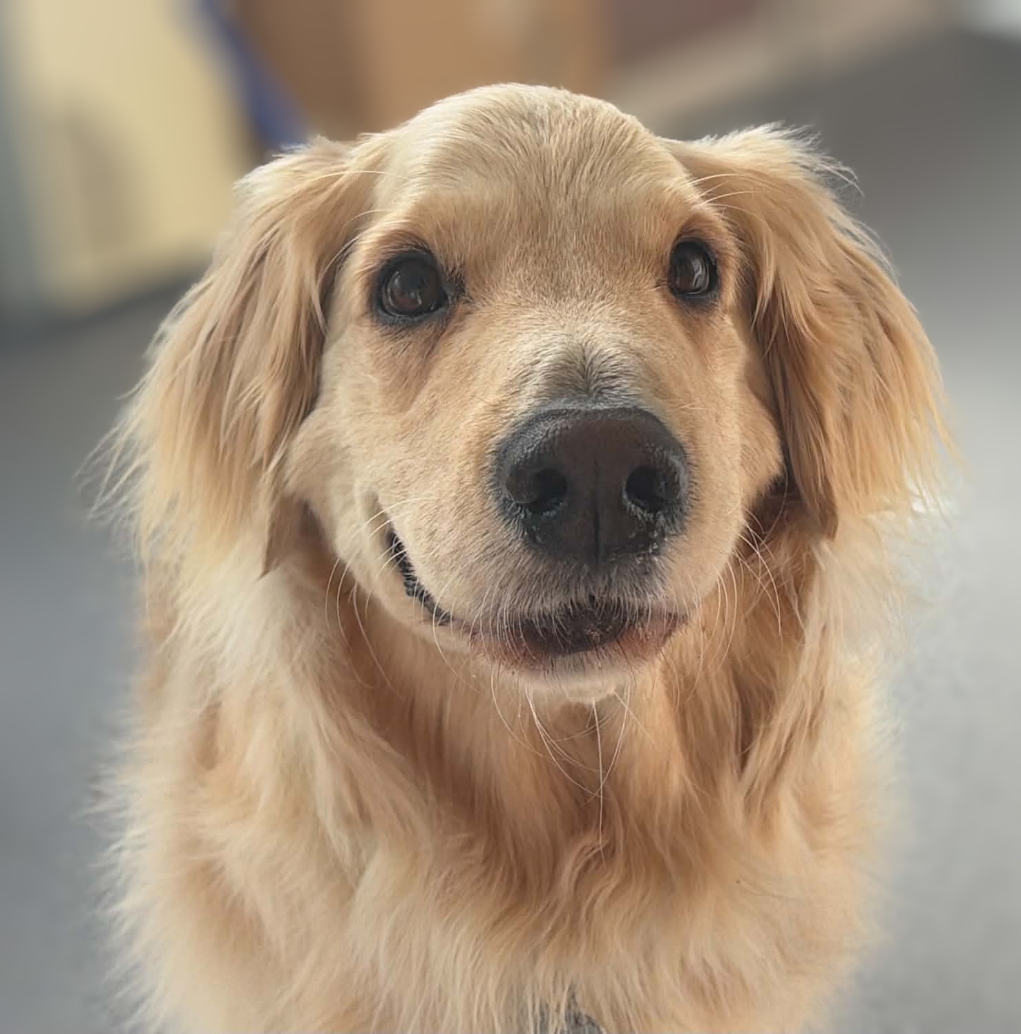 Beloved Christchurch therapy dog opens wide for the first time after rare jaw surgery