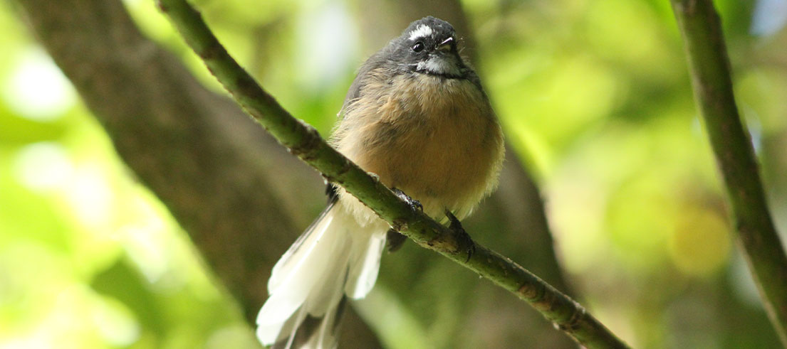 Fantails return as restoration improves Banks Peninsula stream