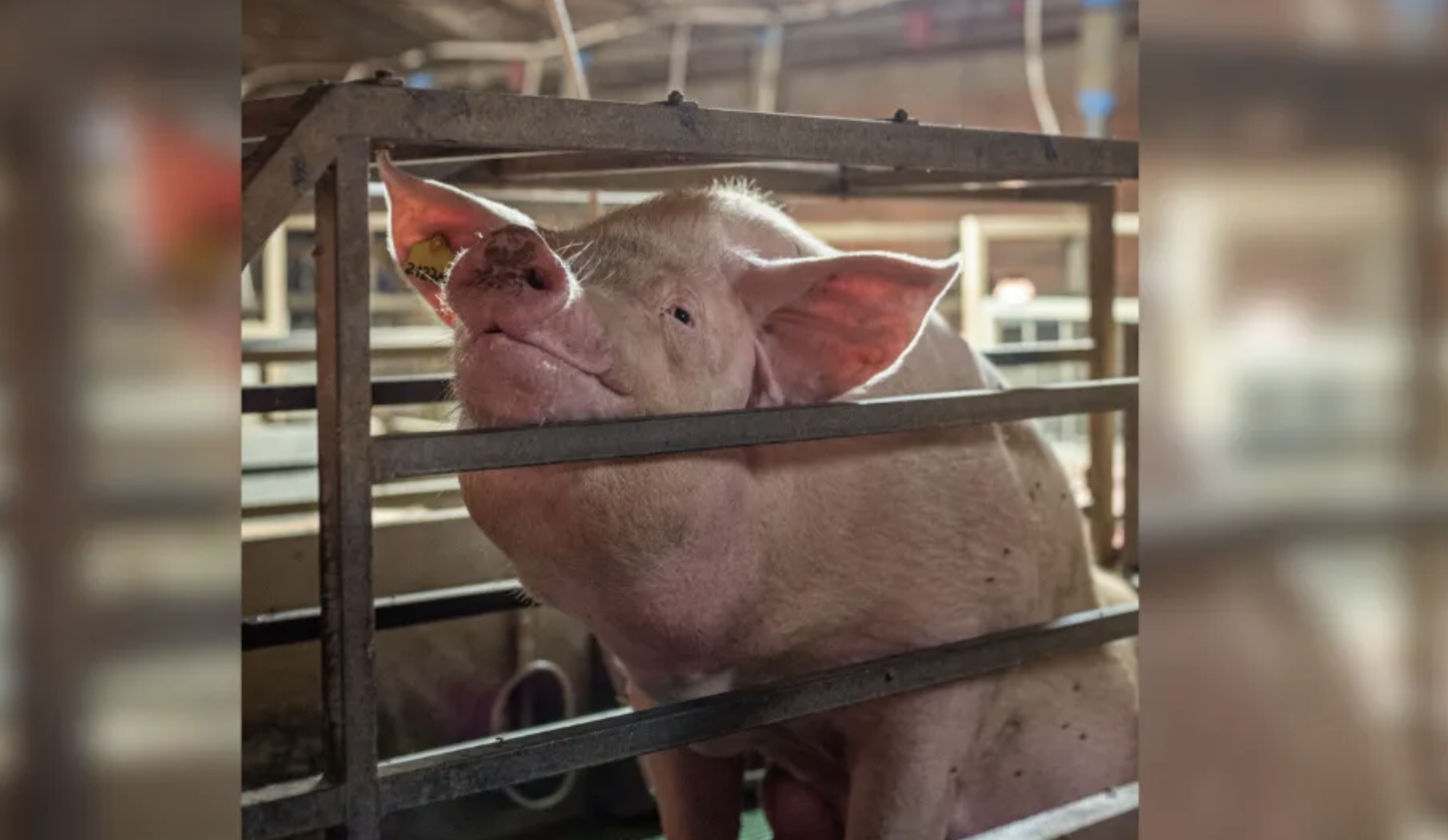 The Greens, Opportunity and Animal Justice Party supported a phase out.