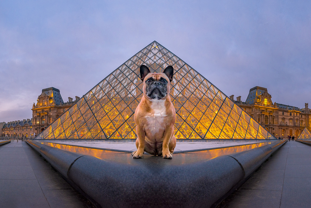 Dogs of the World comes home to Christchurch