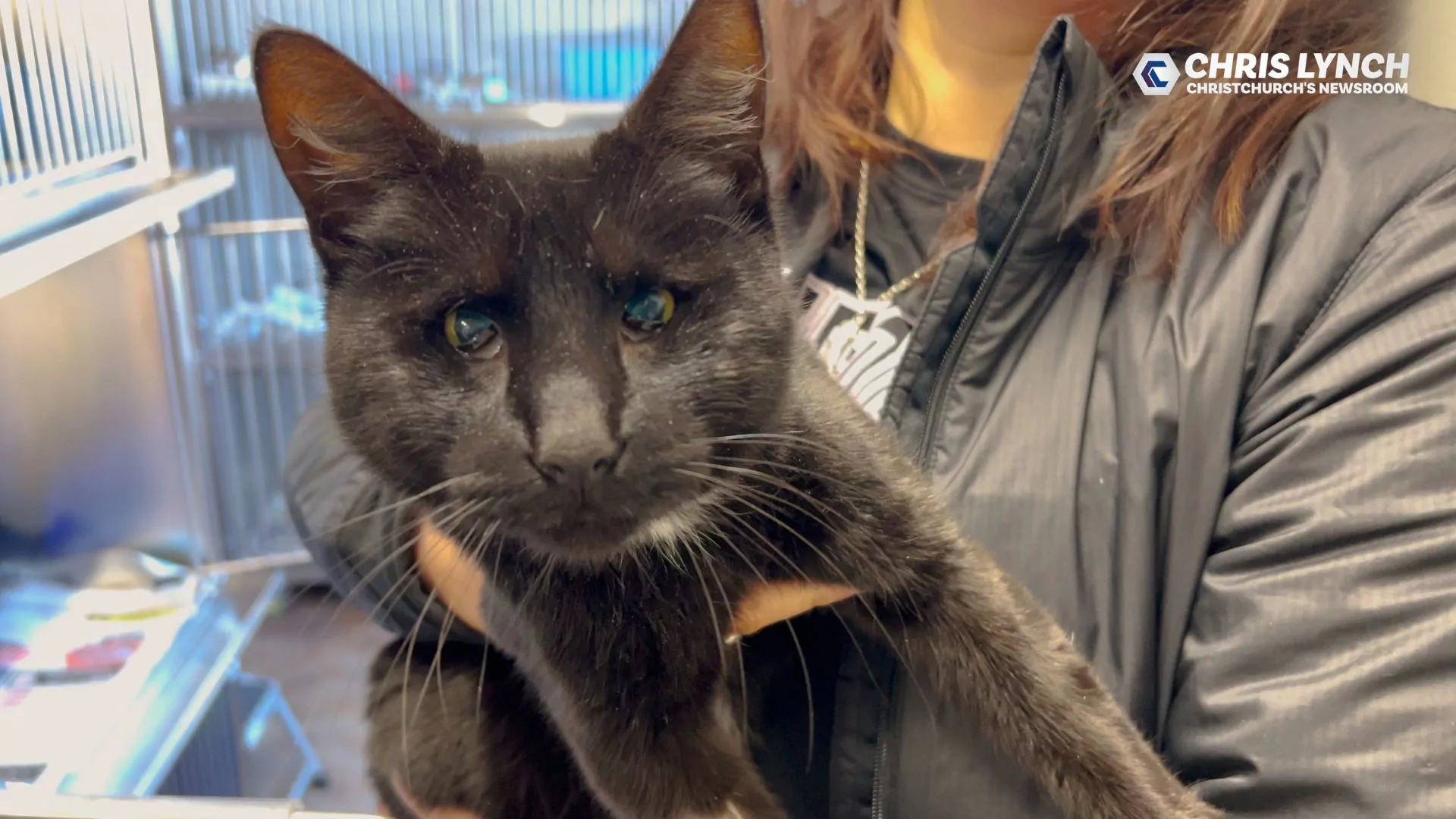 Meet Marla, the loving blind cat that needs love in return